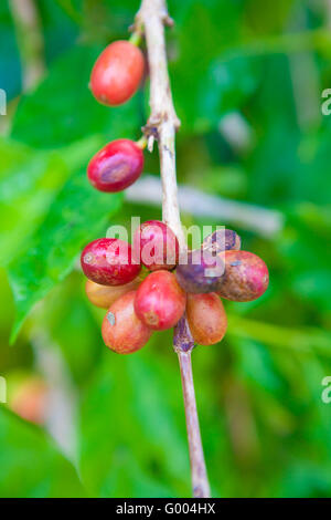 Ciliegie di caffè che cresce sull'albero di caffè Foto Stock