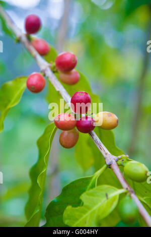 Ciliegie di caffè che cresce sull'albero di caffè Foto Stock