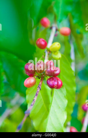 Ciliegie di caffè che cresce sull'albero di caffè Foto Stock