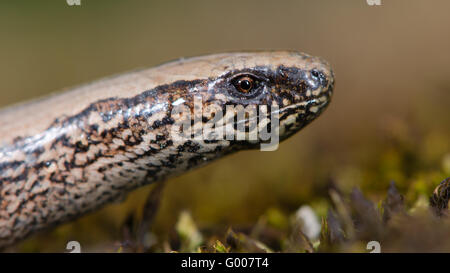 Slow worm (Anguis fragilis) close-up di testa. Una lucertola legless con bold pattern, nella famiglia Anguidae Foto Stock