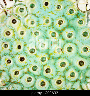 Closeup shot smaltata di verde puntinato texture ceramica Foto Stock