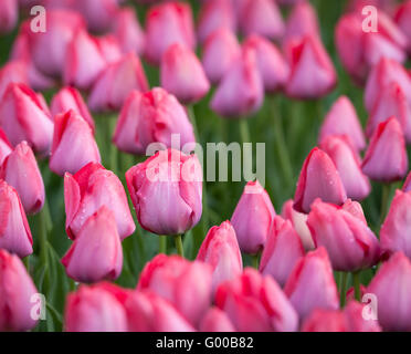 Tulip. Bella colorata di rosa fiori di tulipani nel giardino di primavera, vivace sfondo floreale Foto Stock