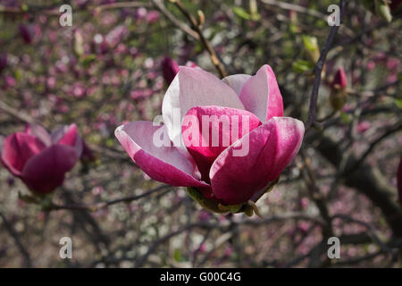 Apertura a molla flower pink magnolia close up Foto Stock