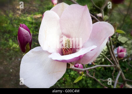 Apertura a molla flower pink magnolia close up Foto Stock