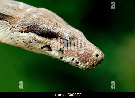Boa constrictor Foto Stock