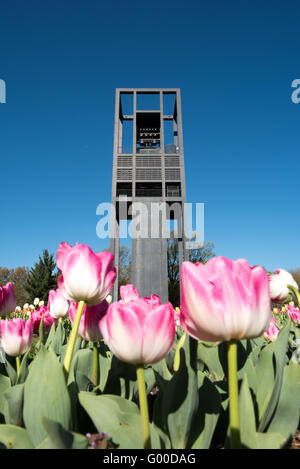 ARLINGTON, Virginia, Stati Uniti: I vivaci tulipani fioriscono in primo piano nel Carillon dei Paesi Bassi nell'Arlington Ridge Park. La torre in acciaio aperta alta 127 metri, che ospita 50 campane in bronzo, si erge dietro una variegata gamma di tulipani olandesi. Questa mostra primaverile circonda il monumento donato dai Paesi Bassi nel 1954, offrendo una vista pittoresca con lo skyline di Washington DC visibile in lontananza attraverso il fiume Potomac. Foto Stock