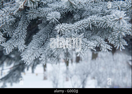 Coperta di neve Pino rami vicino fino Foto Stock