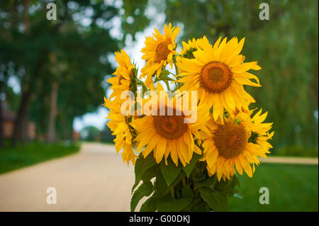 Bouquet di girasoli giallo su sfondo verde Foto Stock