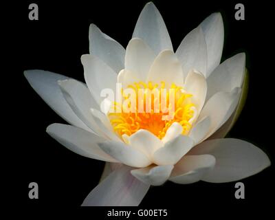 Fiori Foto Stock