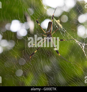 Un Golden Orb Weaver spider tesse un web vicino a Manzanillo Beach in Costa Rica. Foto Stock