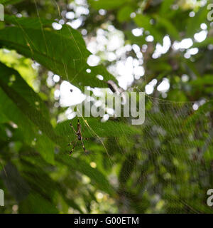 Un Golden Orb Weaver spider tesse un web in Costa Rica. Foto Stock