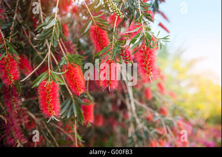 Fiori di colore rosso di scovolino tree (Callistemon) Foto Stock