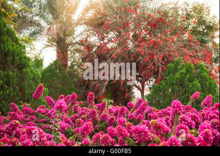 Bellissimi cespugli di rododendro in un arboreto parco all'aperto Foto Stock