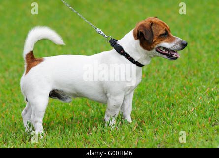 Jack Russell Terrier in piedi su erba verde Foto Stock
