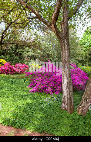 Cespugli di rododendro nel giardino estivo Foto Stock