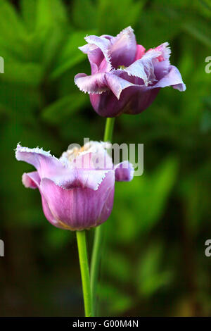 Freschi tulipani viola su sfondo verde Foto Stock