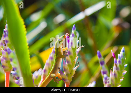 Gechi colorati e bromeliad portea piante Foto Stock