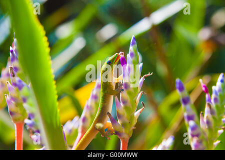 Gechi colorati e bromeliad portea piante Foto Stock