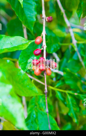 Ciliegie di caffè che cresce sull'albero di caffè Foto Stock