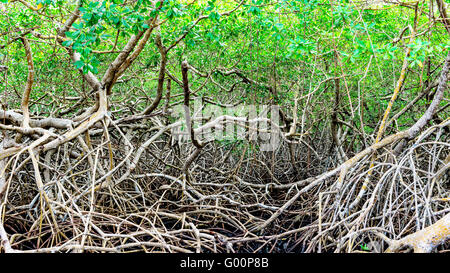 Mangrovie verde giungla palude la vegetazione fitta foresta in Tobago Caraibi Foto Stock