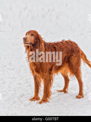 Setter Irlandese sulla neve sullo sfondo. Foto Stock