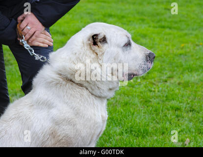 In Asia centrale il cane pastore. Foto Stock