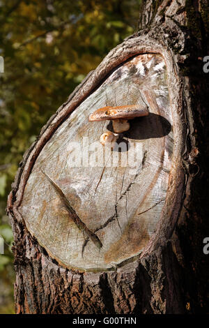 Funghi sull'albero. Foto Stock