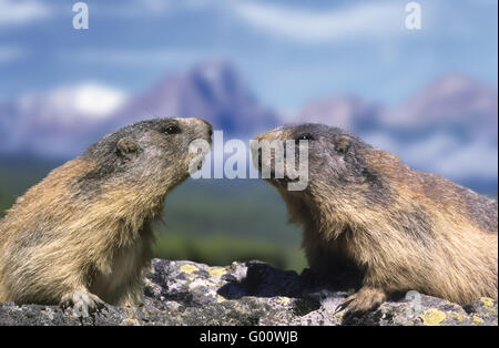 Marmotta alpina Foto Stock