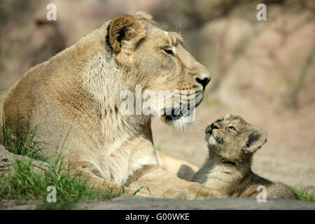 Leone asiatico Foto Stock