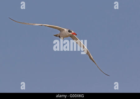 Caspian Tern (Hydroprogne caspia), Boa Vista, Capo Verde Foto Stock