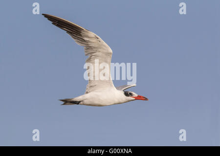 Caspian Tern (Hydroprogne caspia), Boa Vista, Capo Verde Foto Stock