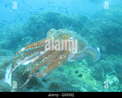 -Mare tropicale nella vita della Barriera Corallina Foto Stock