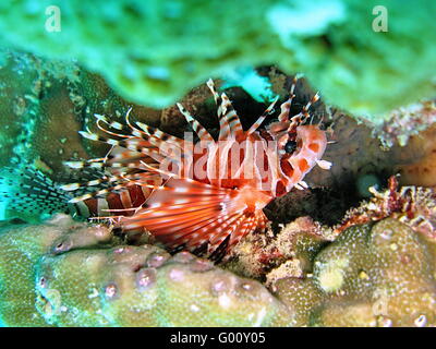 Pesci del leone Foto Stock