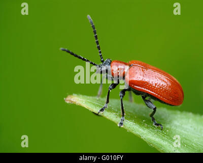 Firebug Foto Stock