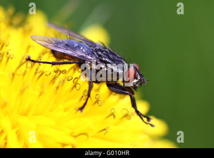 Mosca di carne grigio Foto Stock