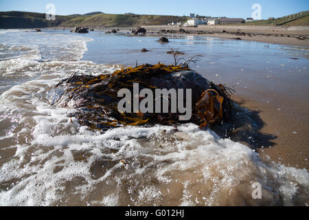 La vista verso Aberdaron village (mostra pub & chiesa) presi dalla spiaggia con la bassa marea su un estate giornata di primavera con il blu del cielo Foto Stock