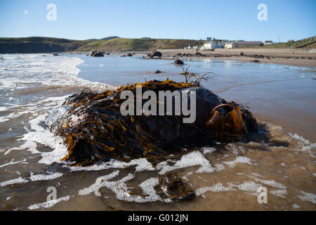 La vista verso Aberdaron village (mostra pub & chiesa) presi dalla spiaggia con la bassa marea su un estate giornata di primavera con il blu del cielo Foto Stock