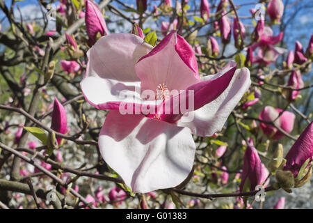 Apertura a molla flower pink magnolia close up Foto Stock