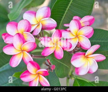 Fiori di frangipani Foto Stock