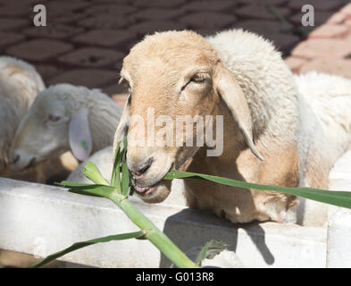 Pecora mangia erba in una fattoria Foto Stock