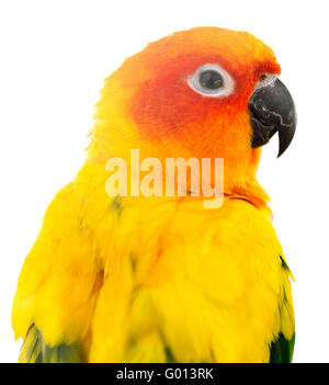 Sun conure isolati su sfondo bianco Foto Stock