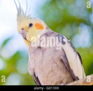 Close up di Parrot Foto Stock