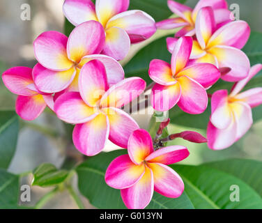 Fiori di plumeria Foto Stock