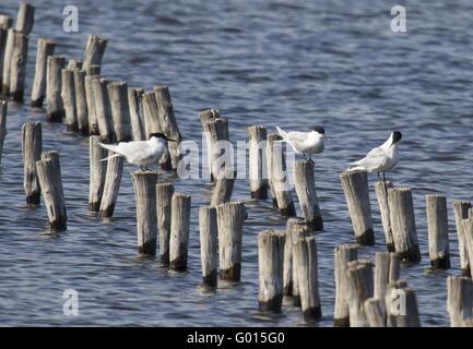 Beccapesci Foto Stock