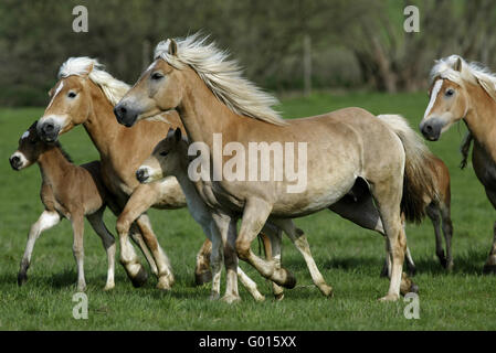 Avelignese Foto Stock