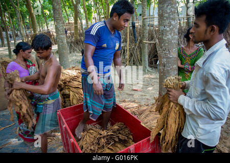 Grande quantità di tabacchi a secco il caricamento su una scatola in un carrello portante in al di fuori di Dhaka, manikganj, Bangladesh. Foto Stock