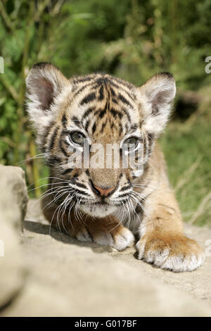 Tigre di Sumatra Foto Stock