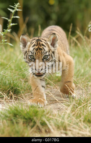 Tigre di Sumatra Foto Stock