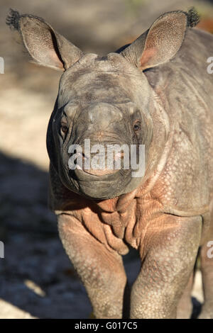 Grande rinoceronte indiano, grande one-corno di rinoceronte, tre settimane vecchio cucciolo, Baby Foto Stock