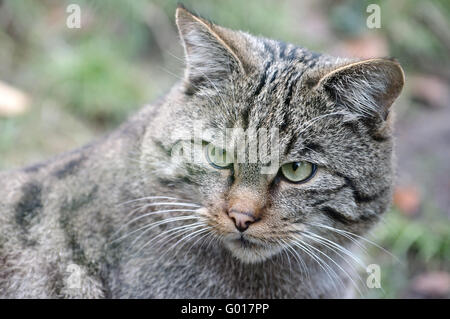 Gatto selvatico europeo Foto Stock